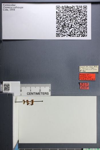Media type: image;   Entomology 534323